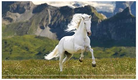 White Horse Wallpapers, Pictures, Images
