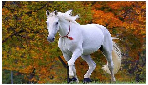 White Horse Pictures Wallpaper s Cave