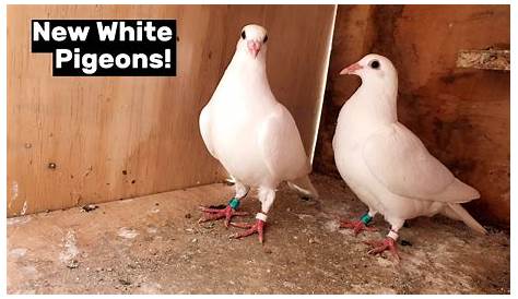 Exotic White Racing Pigeons. - YouTube