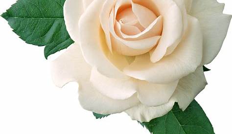 Free White Rose Transparent Background, Download Free White Rose