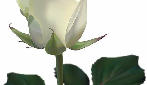Large White Rose transparent PNG - StickPNG