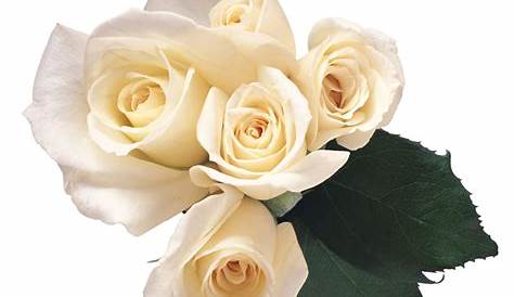 Download white roses png - Free PNG Images | TOPpng