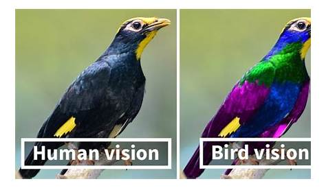 Unveiling The Secrets: Why Animals See The World Differently