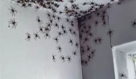 Why Are There So Many Spiders In My House In The Summer