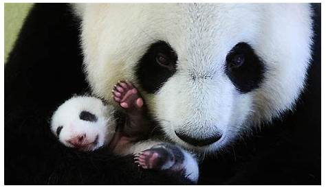 Unforgettable Panda Bei Bei - YouTube