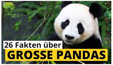 Pandabären: Warum Babys so selten sind - Lunamag.de