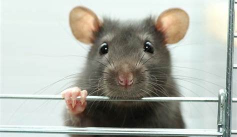 Je länger Mäuse bei Menschen leben, desto schlauer werden sie