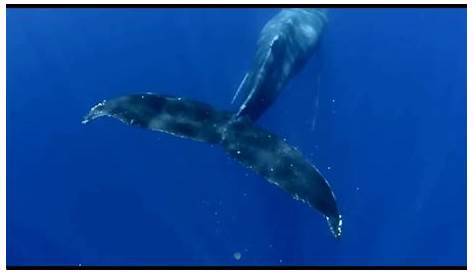 Buckelwale sind faszinierende Tiere und wir haben Glück, dass wir sie