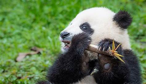 hondenweer: De panda is een beschermd diersoort...maar wie beschermd de