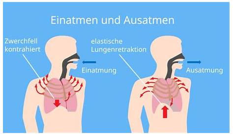 Lunge und Atemwege: Anatomie | Apotheken-Umschau