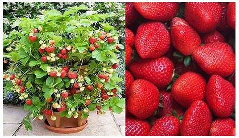 Erdbeeren pflanzen für das kommende Jahr | GartenFlora