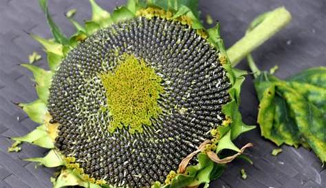 Sonnenblumen essen – fast wie Artischocken