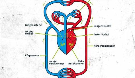 Awasome Wie Funktioniert Der Blutkreislauf References