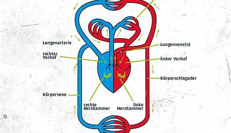 Das Herz-Kreislauf-System: Aufbau & Funktion | Zec+