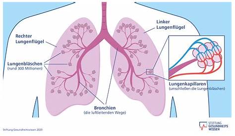 Wie funktioniert die Lunge? | Stiftung Gesundheitswissen