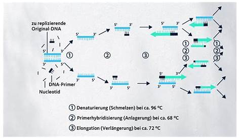 Wie funktioniert eine PCR-Maschine? – CRISPR whisper
