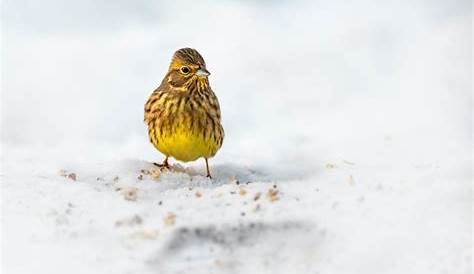 Kalte Jahreszeit: Warum Vögel im Winter Vegetarier werden - Magazin