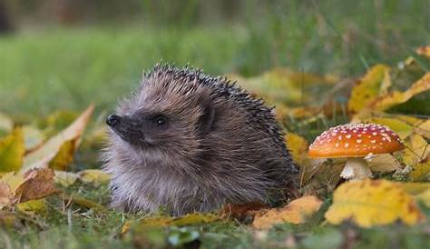 Igel im Garten gefunden: Wie sollte man sich verhalten?