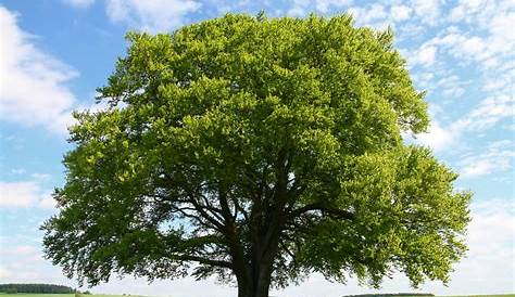 Unsere Bäume – Die Rotbuche (Fagus sylvatica) - Forst erklärt