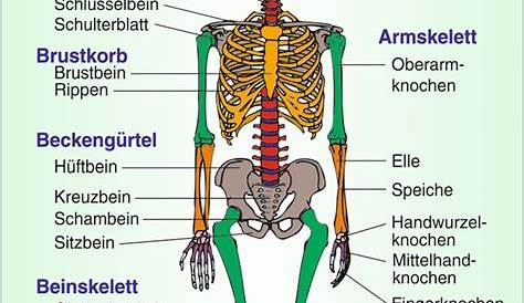Arbeitsblatt: Aufbau des Körpers - Biologie - Anatomie / Physiologie