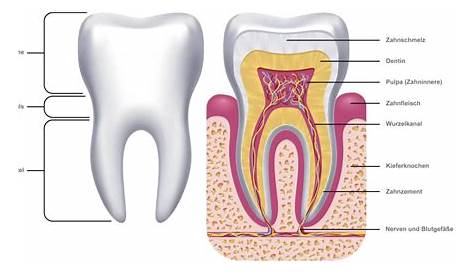 Zahnaufbau des menschlichen Zahns | KAREX