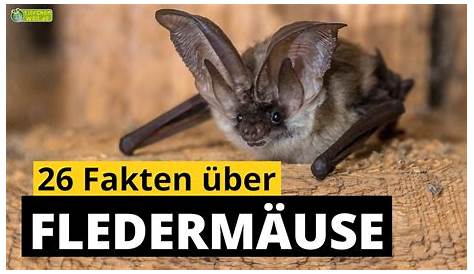 Die Fledermaus: 10 faszinierende Fakten über Fledermäuse - PETA