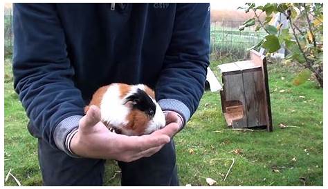 Anschaffung - meerschweinchen-haltung.de