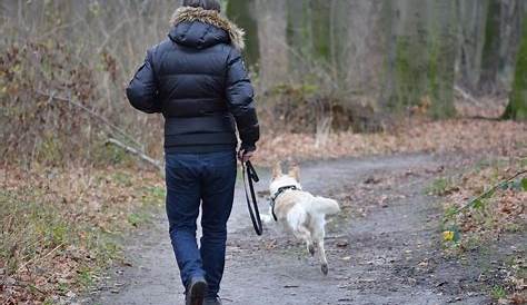 5 Gründe, warum Sie täglich mit Ihrem Hund spazieren gehen sollten