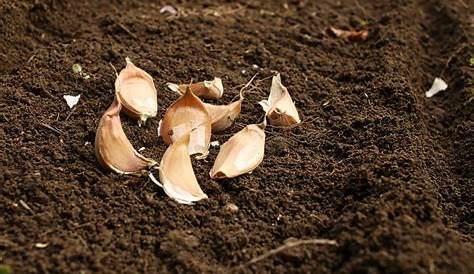 Wie pflanzt man Knoblauch richtig ein ? - YouTube