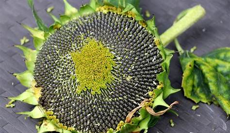 Sonnenblumen › Pflege: Pflanzen, Düngen & Schnitt