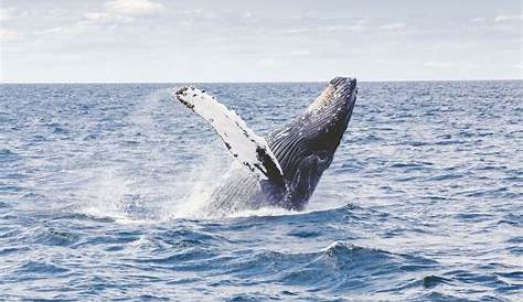 Foto Buckelwale schlagen mit Schwanzflossen auf Wasseroberfläche