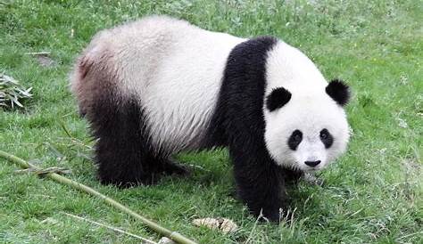 Freizeitpark in Südkorea zeigt Panda-Pärchen