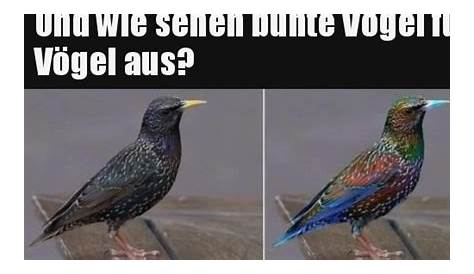 Fliegen lernen