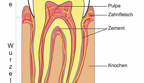 Das menschliche Gebiss - So viele Zähne hat ein Mensch - ZahnAufhellung