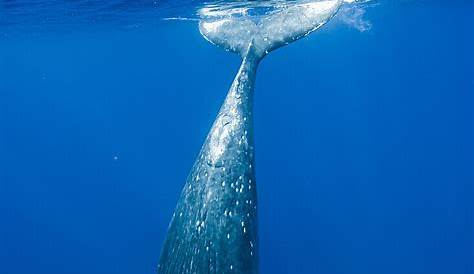 So schön: Bestand der Buckelwale komplett erholt