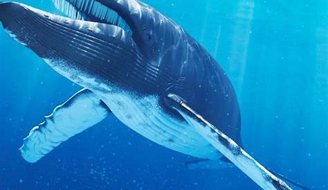 Meeresakrobaten | Neue Fressgewohnheiten bei Walen