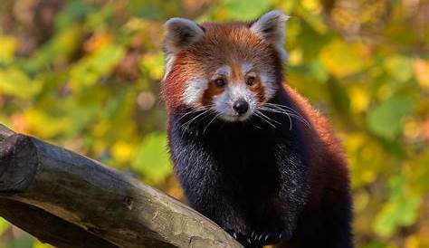 roter Panda träumt Foto & Bild | tiere, zoo, wildpark & falknerei