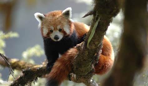 Rote Pandas (Kleine Pandas) im WWF-Artenlexikon
