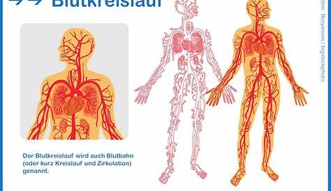 Unser Körper / Der Blutkreislauf | primolo.de