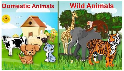 Unleash The Secrets: Wild Vs Domestic Animals Decoded For Kids!