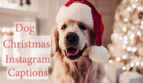 100+ Winter Instagram Captions Best Winter Captions for Your Photos