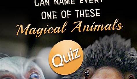 Wizarding World Animal Quiz Hogwarts Which Magical Creature Is Your Pet Most