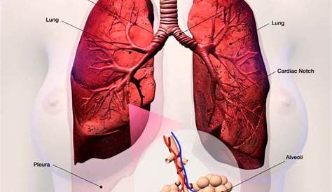 Übergewicht: Forscher finden erstmals Körperfett in Lungen und