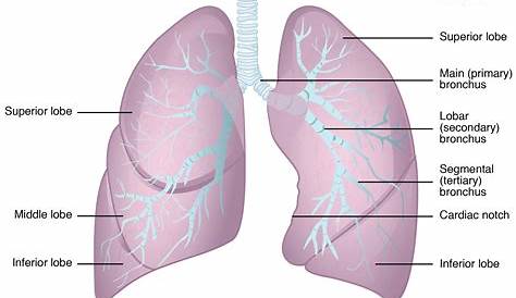 Lunge - Anatomie, Aufbau, Histologie, Gefäße und Funktion | Kenhub