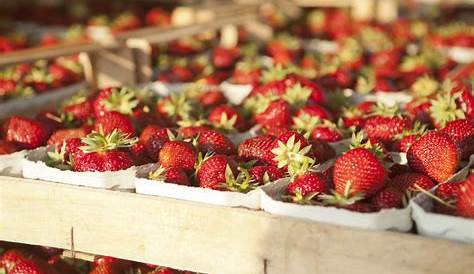 Leckere Erdbeeren im Topf. Viele Ernten auf kleinstem Raum.
