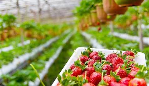 Wo werden in Deutschland Erdbeeren angebaut?