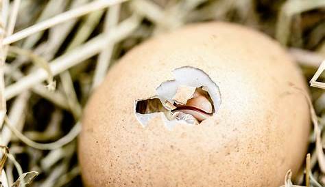Woher kommen die Eier in Kuchen, Keksen und Co? - ARIWA