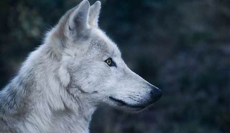 Wolf Head Profile View Stock Photos Download 692 Royalty Free