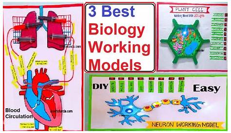 biology class 12th working model project selected for state level - YouTube