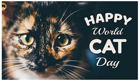 International Cat Day (World Cat Day), is a great opportunity to
